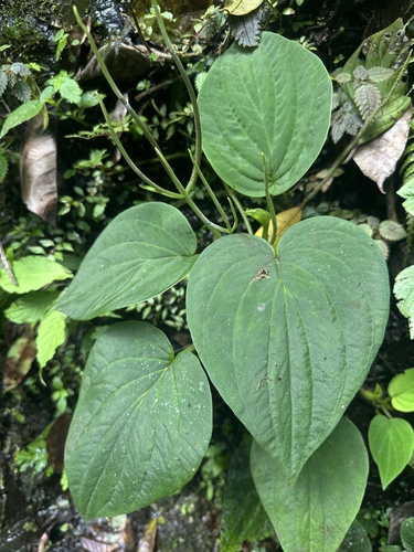 Peperomia syringifolia