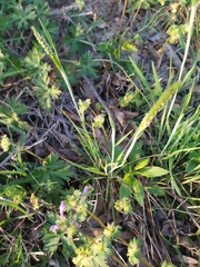 Alopecurus carolinianus