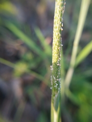 Alopecurus carolinianus