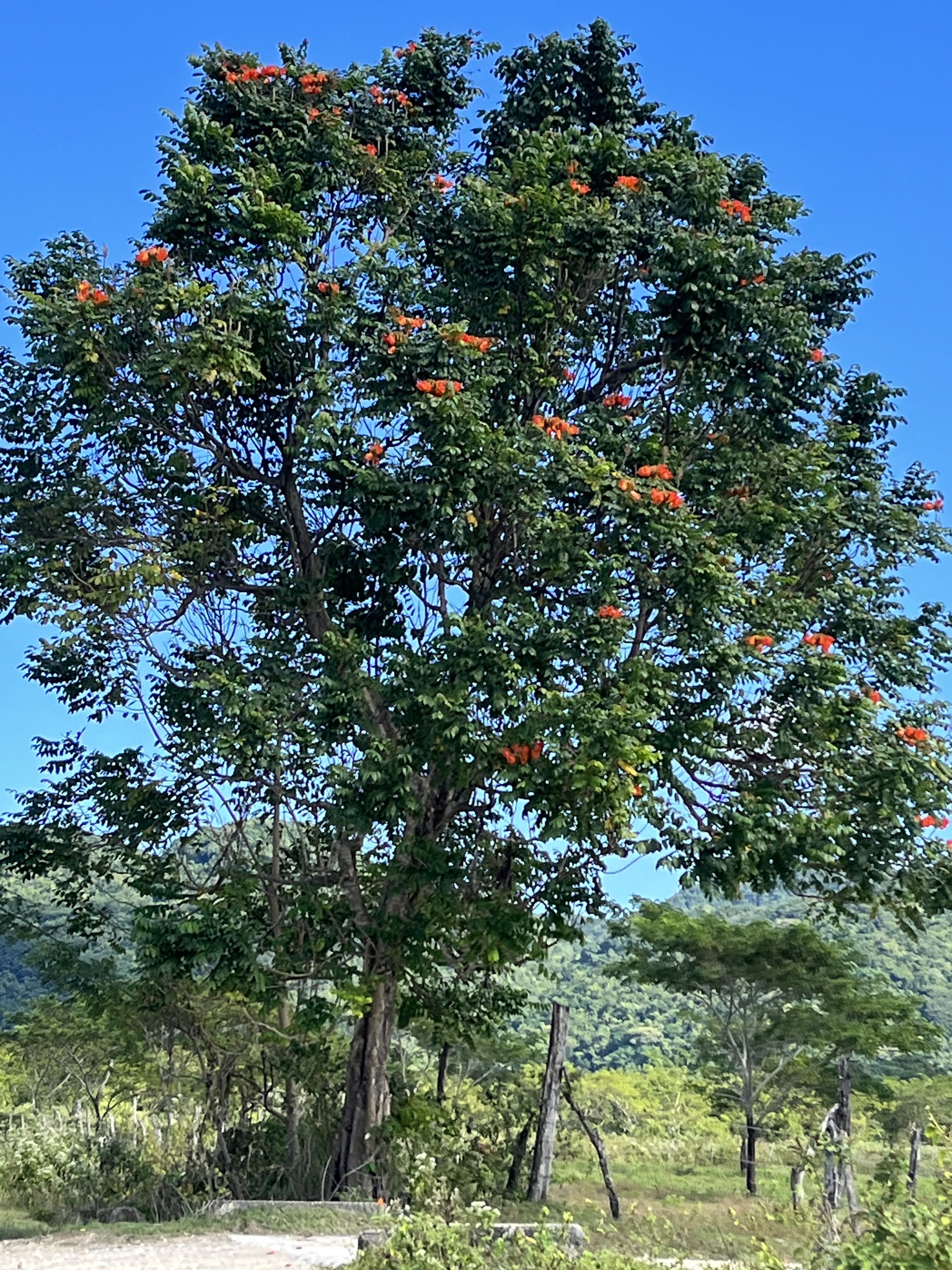 Imagem de Tulipeira-do-gabão