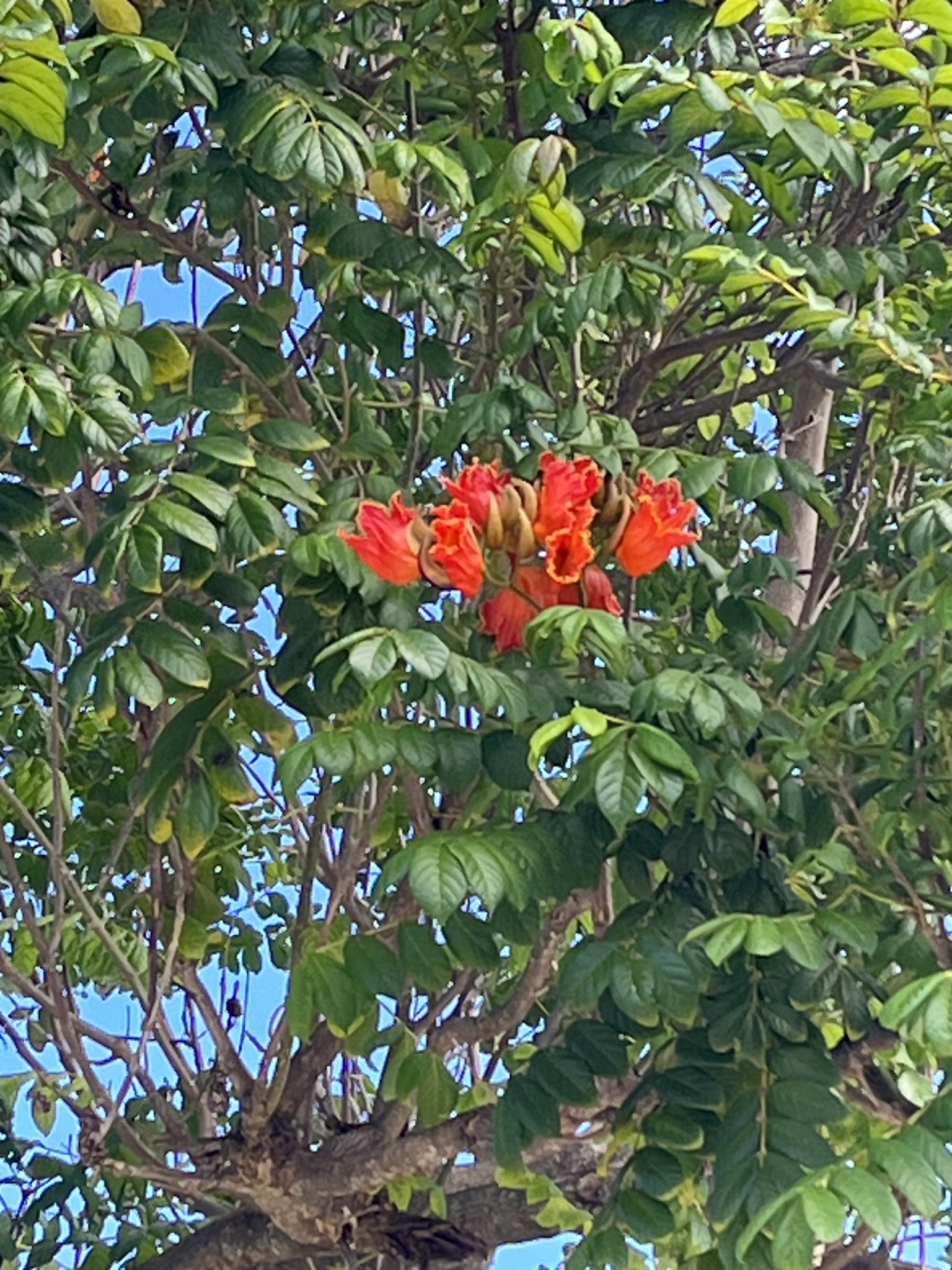 Imagem de Tulipeira-do-gabão