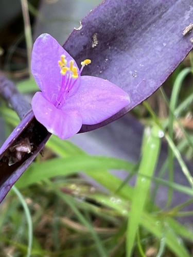 Foto de Trapoeraba-roxa