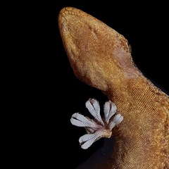 Turnip-Tailed Gecko photo 2