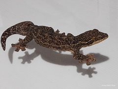 Turnip-Tailed Gecko photo 3