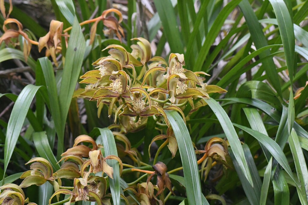 Cymbidium tracyanum