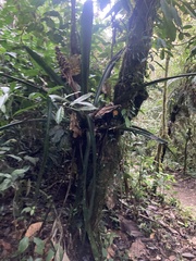 Hohenbergiopsis guatemalensis