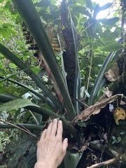 Hohenbergiopsis guatemalensis, photograph author not stated, no rights reserved