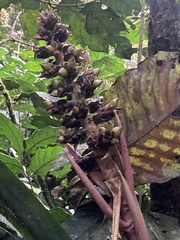 Hohenbergiopsis guatemalensis, photograph author not stated, no rights reserved