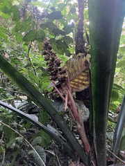 Hohenbergiopsis guatemalensis, photograph author not stated, no rights reserved