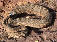 Crotalus tigris