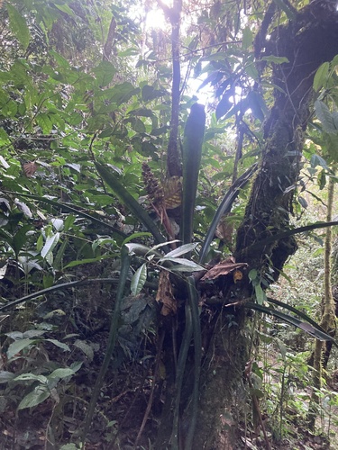 Hohenbergiopsis guatemalensis, photograph 5