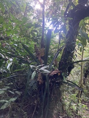 Hohenbergiopsis guatemalensis, photograph author not stated, no rights reserved