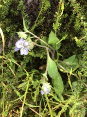 Phacelia divaricata
