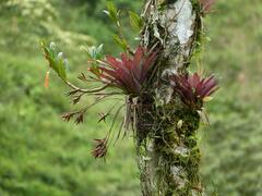 Tillandsia complanata image