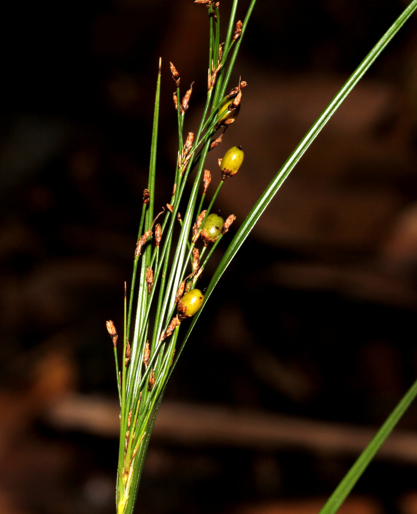 Exocarya scleroides