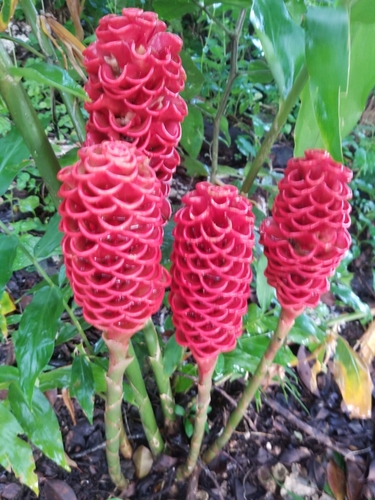Foto de Gengibre-concha
