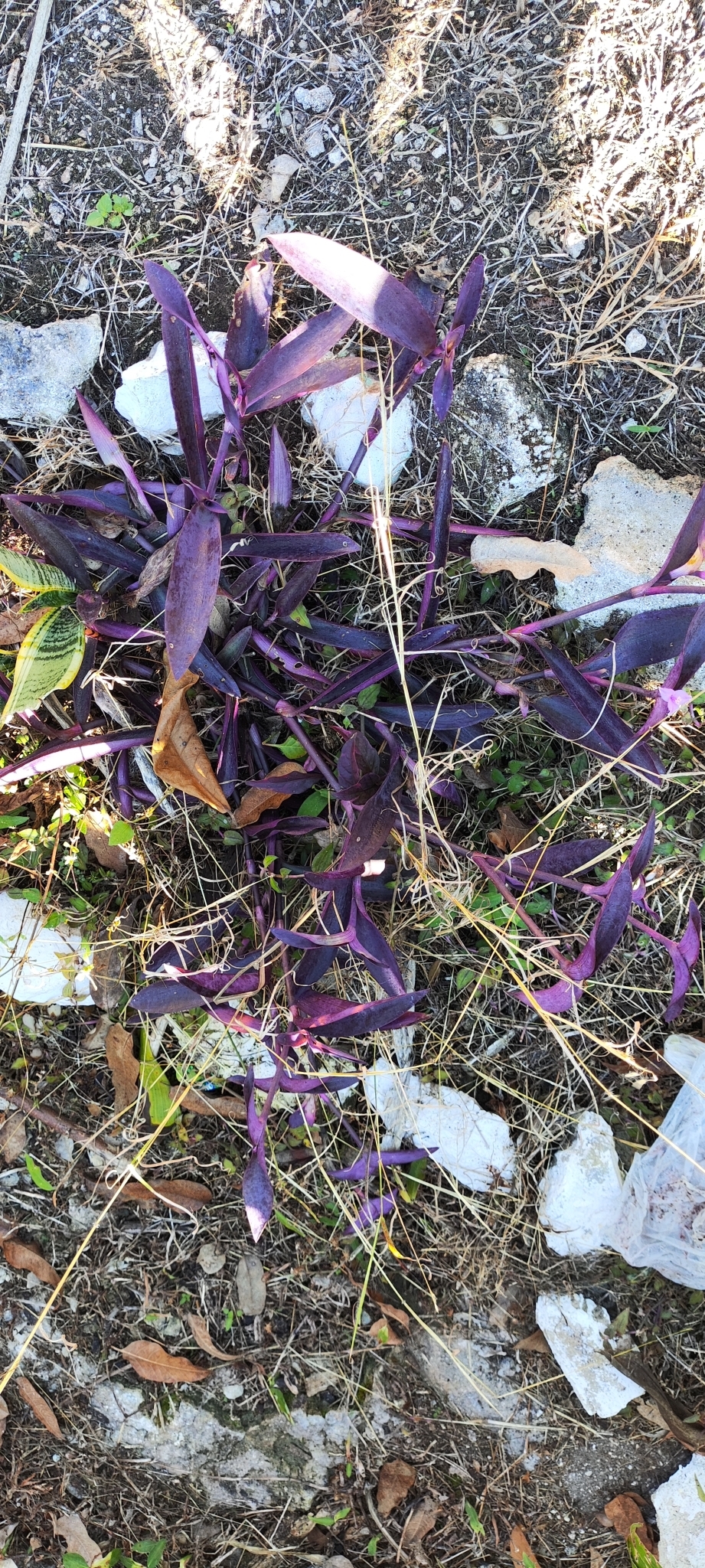 Imagem de Trapoeraba-roxa