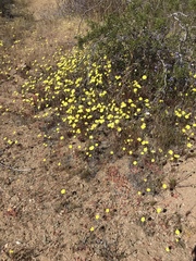 Malacothrix glabrata