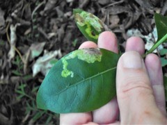 Corythoxestis zorionella