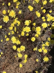 Malacothrix glabrata