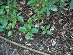 Corythoxestis zorionella