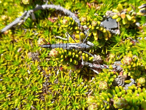 Tipula kuscheli