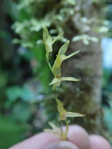 Stelis platystylis, photograph 1