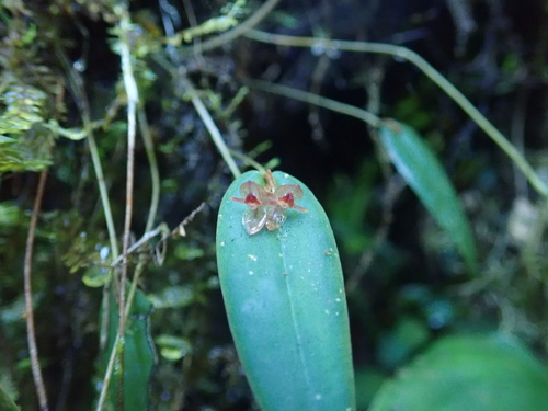 Pleurothallis pansamalae