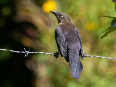 Carib Grackle photo 4