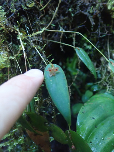 Pleurothallis pansamalae, photograph 1