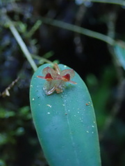 Pleurothallis pansamalae, photograph author not stated, no rights reserved
