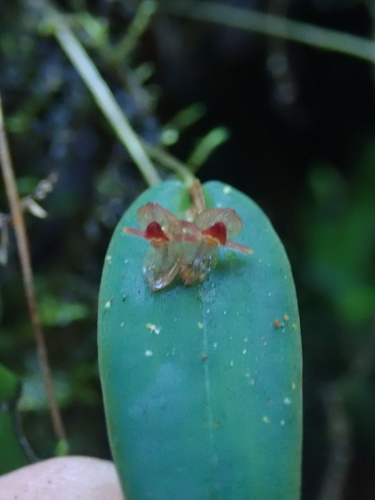 Pleurothallis pansamalae, photograph 3