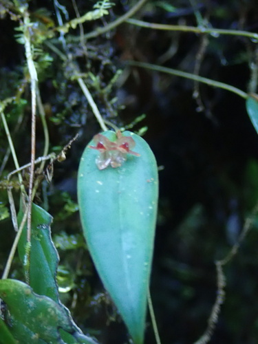 Pleurothallis pansamalae, photograph 4