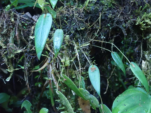 Pleurothallis pansamalae, photograph 5