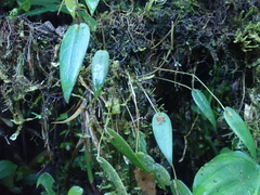Pleurothallis pansamalae, photograph author not stated, no rights reserved