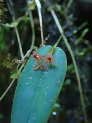Pleurothallis pansamalae, photograph author not stated, no rights reserved