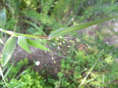 Dichanthelium scoparium