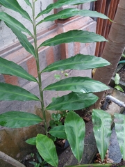 Zingiber officinale