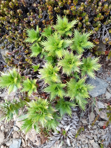 Image of Nassauvia magellanica by (c) Flavien Saboureau, some rights reserved (CC BY)