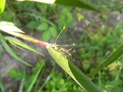Dichanthelium scoparium