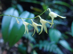 author not stated, no rights reserved Stelis platystylis, photograph author not stated, no rights reserved