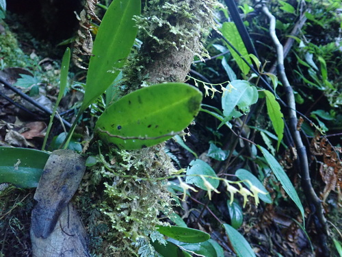 Stelis platystylis, photograph 3