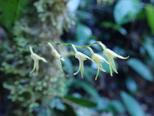 Stelis platystylis, photograph 4