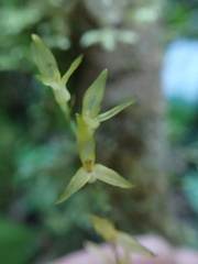 author not stated, no rights reserved Stelis platystylis, photograph author not stated, no rights reserved