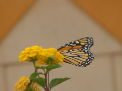 Danaus plexippus