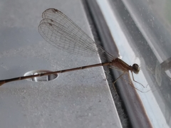 Nehalennia pallidula