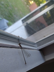 Nehalennia pallidula