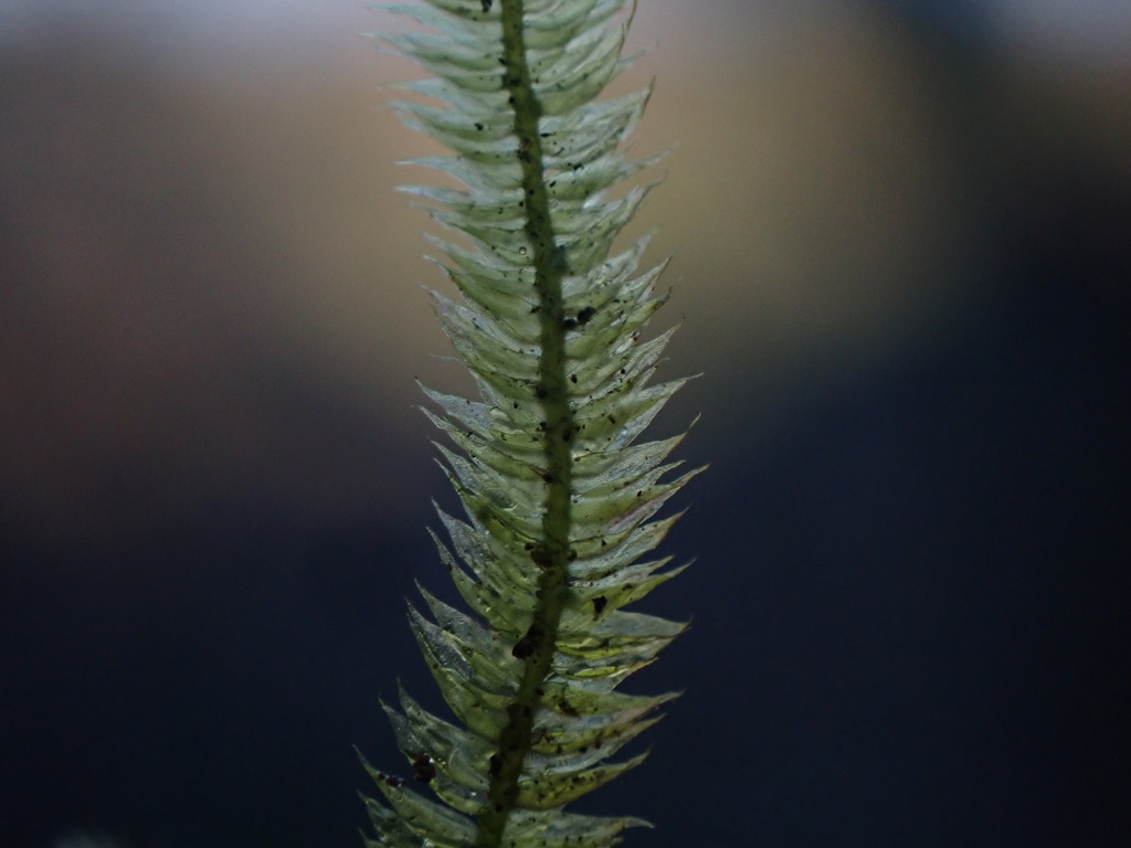 Mousse de Taïwan (Taxiphyllum alternans)