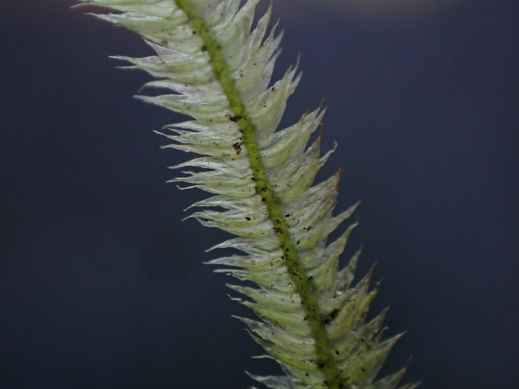 Mousse de Taïwan (Taxiphyllum alternans)