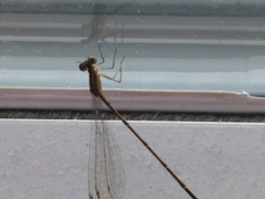 Nehalennia pallidula